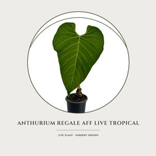 Anthurium Regale AFF Live Tropical Houseplant, Air-Purifying