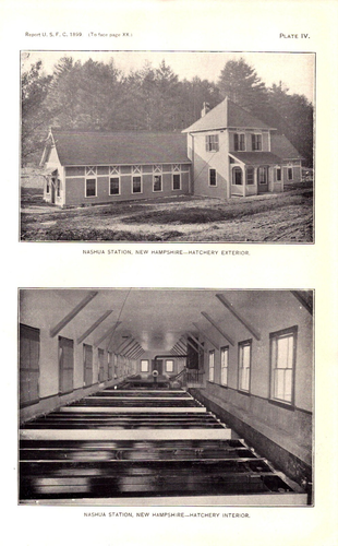 3 NASHUA STATION, NEW HAMPSHIRE FISH HATCHERY Antique fishery prints 1899 - 第 3/4 張圖片