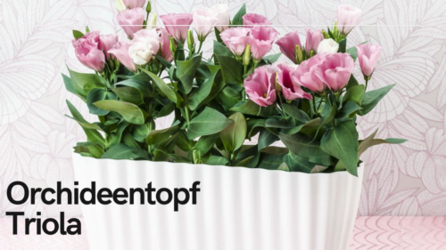 Orchideentopf Blumen Kasten Übertopf f. mehrere Pflanzen Kunststoff durchsichtig - Video 1 von 1