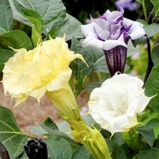Ballerina Mix Devil  s Trumpet Seeds  Datura Metel  Fresh Seeds  Blooms