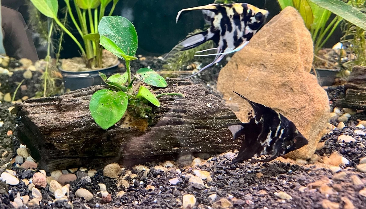 Ebay Aquarium Plants