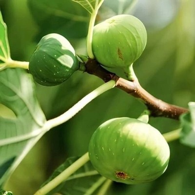 PIANTA DA FRUTTO FICO PANACHE' In Vaso 20 Età 2/3 Anni (foto Reali - Foto 4