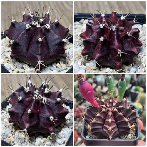Gymnocalycium mihanovichii 'Hibotan Purple' x 'Black Widow' hybrid  20seeds 2025