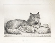 Gatto Gatti Madre Di Gatto Cucciolo Corsa Hermann Falegname Disegno