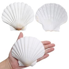 10 PCS Large White Scallop Shells 45 Inch Natural Modern Style DIY Crafts