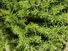 10 pcs Organic Rosemary Sprigs - Cut To Order