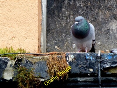 Foto 6x4 Wilde Taube, Omagh An Oghmagh ich konnte es gurren hören und einige c2014