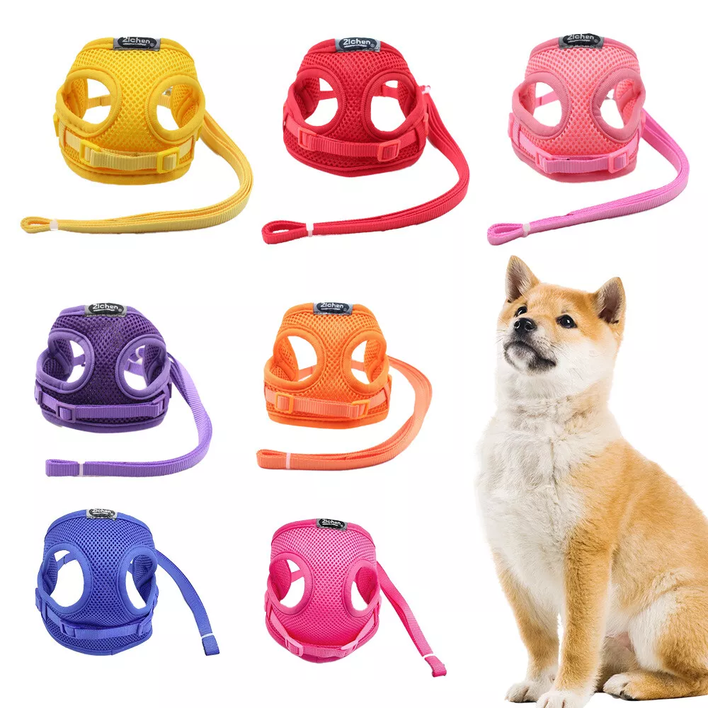Harness for cheap teacup chihuahua