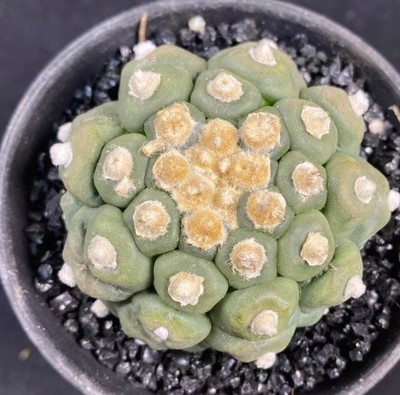 Sale Rare Cacti  Astrophytum asterias 'Wu kong' WYSIWYG Own Root Boutique Decor