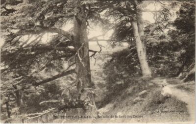 CPA AK ALGERIA TENIET-el-HAAD Un Coin de la Foret des Cedres (1145527)