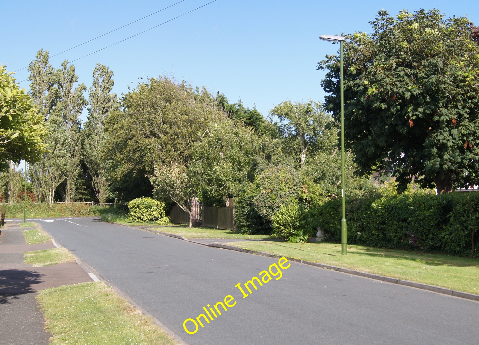 Photo 12x8 Elm Avenue East Preston/TQ0702 There are a few young elm