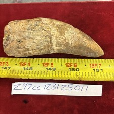 Rare Carcharodontosaurus Dinosaur Tooth T Rex Cousin 95 Mil Yrs Fossil 4 1/4”
