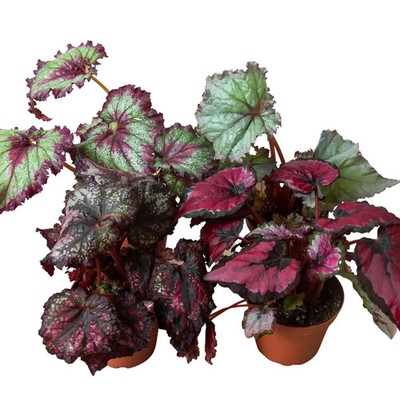 Begonia 'Rex' - 4 Pack Variety-4'' Pot