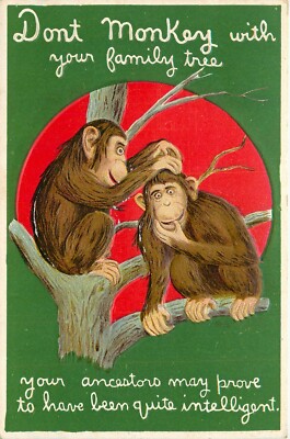 Embossed Postcard; Don't Monkey w/ Your Family Tree, Monkey Series 24 Unposted