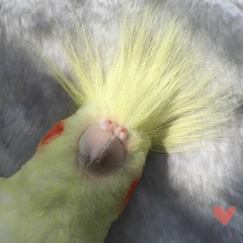 Simulation Bird Cockatiel Parrot Doll Bird Stuffed Animal Plush Toy Kids Gift - Picture 5 of 14