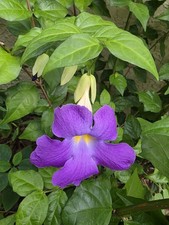 Kings Mantle Thunbergia erecta Plant Vivid Purple Trumpet Shaped Flowers