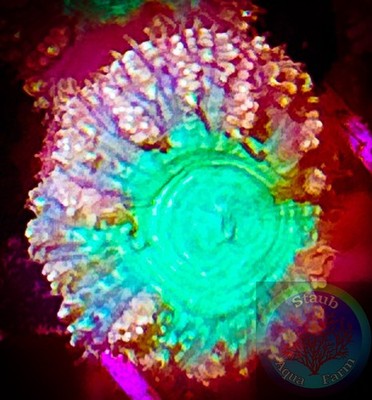 SAF~Ultra Blastomussa Welsi Live Coral  WYSIWYG  SPS, LPS, Colony,Blasto