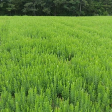 (Backorder Mid-April) AU Grazer Lespedeza Seed