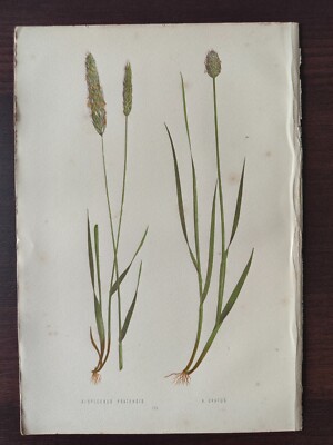  ANTIKER CHROMOLITH.-BOTANISCH-BRITISCHE GRÄSER-DIE WIESE FUCHSSCHWANZGRAS-1871