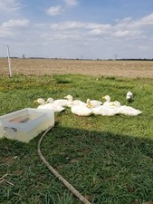       Pekin Duck Hatching Eggs 6 2 Npip            Npip Ai Clean