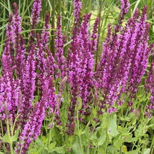 Salvia Pink Inspiration - Full Hardy Perennial in 9cm Pot