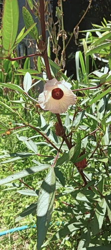 Rosella Hibiscus Plant - Picture 2 of 3