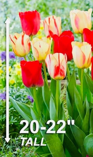 Mixed Tulip Jazz Mix Flower Bulbs, Dutch Grown from Holland, Choose Packs - Image 4 of 4