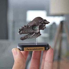 Favorite Dinosaur Pachycephalosaurus Skull Mini Model FDW-508 