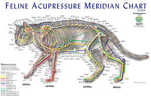 Cat Chart