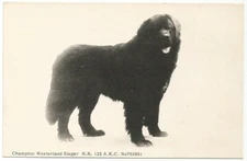 Newfoundland Canada ~ Champion Westerland Sieger Dog Postcard c.1915