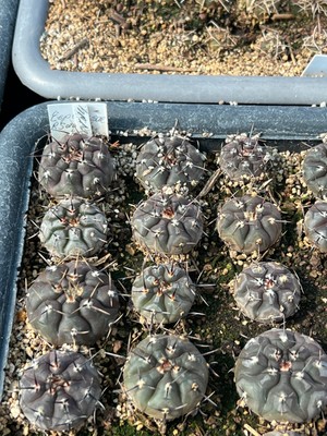 10pieces G. esperansae RS2248, Nueva Esperanza GPS 157, Arg, SEEDLING 2-3 cm