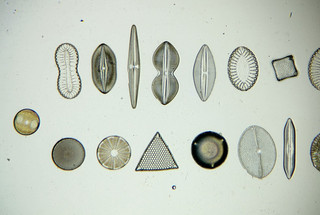 Vintage microscope slide by N.B.S. Diatoms. 20 species.