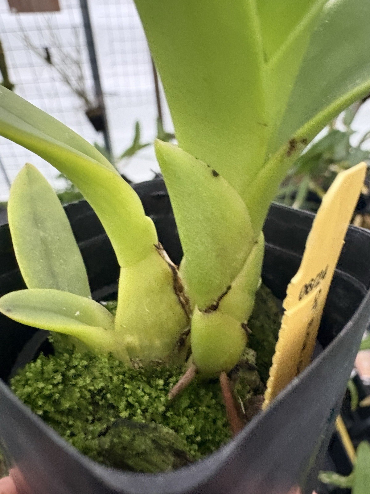 Eria ornata - Species Orchid - Vanilla-like Fragrance - 3” Pot Amazing