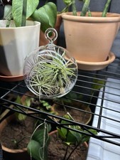 Custom High Quality Glass Hanging Air Plant Terrarium