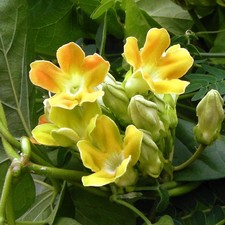 CHINESE VIOLET - PAKALANA VINE - TONKIN JASMINE TELOSMA CORDATA 10+ SEEDS Ed 110