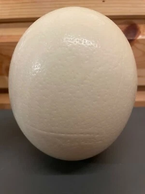 Imperfect Blown Ostrich Egg Grade C Unusual natural gift idea