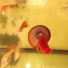 3 red/pink/orange plus 3 leopard/black/brown Ramshorn Snails