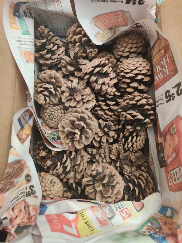 50 Pine Cones Lot Brown Wood Small Medium Decor Decorative Art Project Festive 