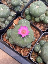 Pianta succulenta di cactus 5-7 cm LW casa giardino bella pianta