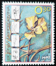 TIMBRE de BOSNIE-HERZÉGOVINE - HERCEG-BOSNA - FLEURS N°78 NEUF ** LUXE MNH