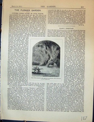 Old Antique Print Date Palms Open Air Summer Acanthus Plants Garden 1878 19th