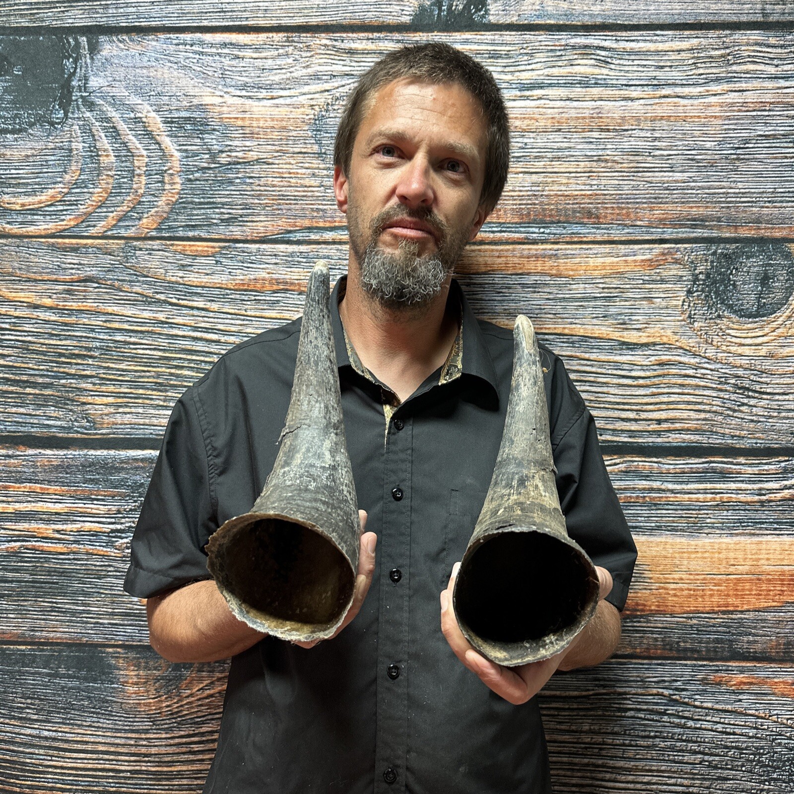 Male Buffalo Bison Horn Pair Animal Mount Western Cabin Decor Art Craft Odd Yard eBay