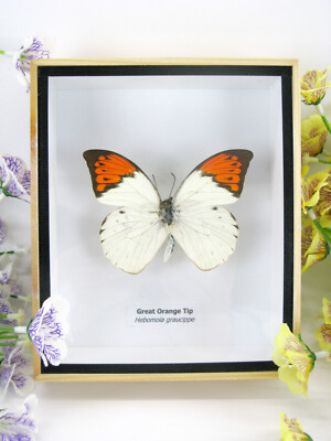 Great Orange Tip - Real Butterfly, Prepared in a 3D Displaycase - Museum Quality