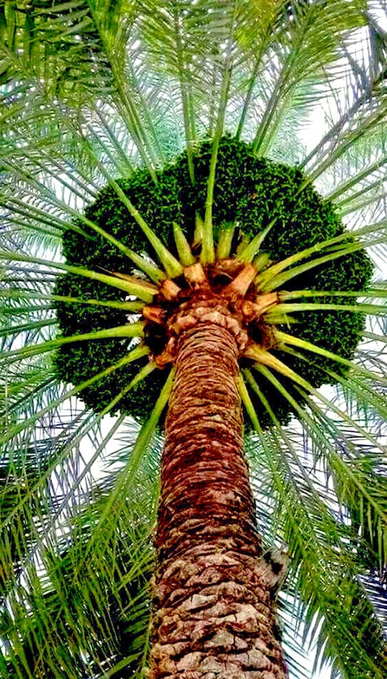 10 Date Palm Tree Seeds (Phoenix dactylifera) Edible Fruit