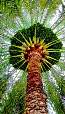 5 Date Palm Tree Seeds (Phoenix dactylifera) Edible Fruit Plant