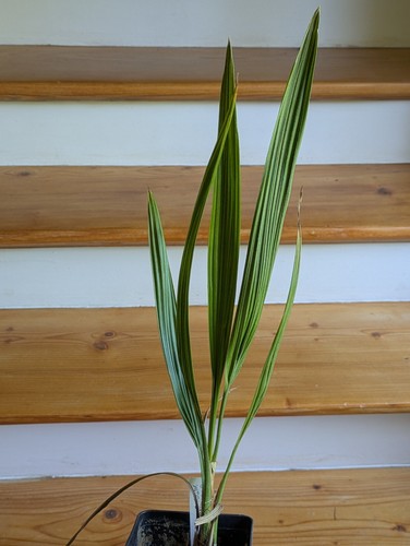 Butia yatay Palme