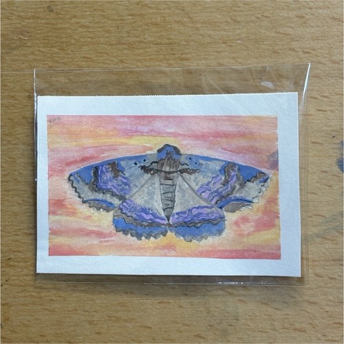 ACEO Original Zale Lunata Moth gouache painting