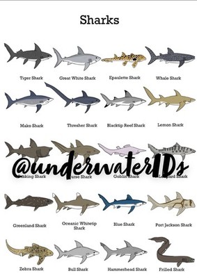 Sharks Print Wall Art (Buy One Get One Free Choose Any Other Print) A4