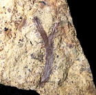 Museum quality very detailed Cooksonia big vascular Silurian oldest land plant !