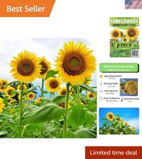 Mammoth Sunflower Seeds for Planting - Grow Giant Sun Flowers in Your Garden ...